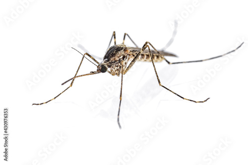 Female mosquito (Culiseta annulata) isolated on white background.