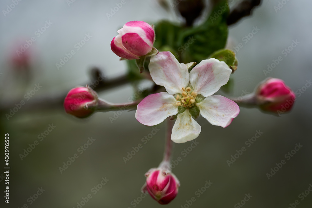 Obraz premium Apple flowers blooming in the spring