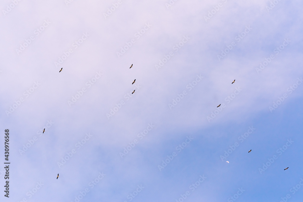 Storks flying in a blue sky in the spring