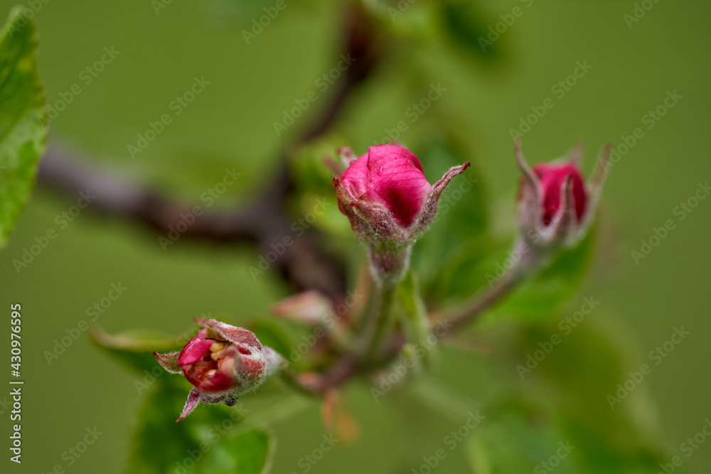 Apple flowers blooming in the spring Apple flowers blooming in the spring