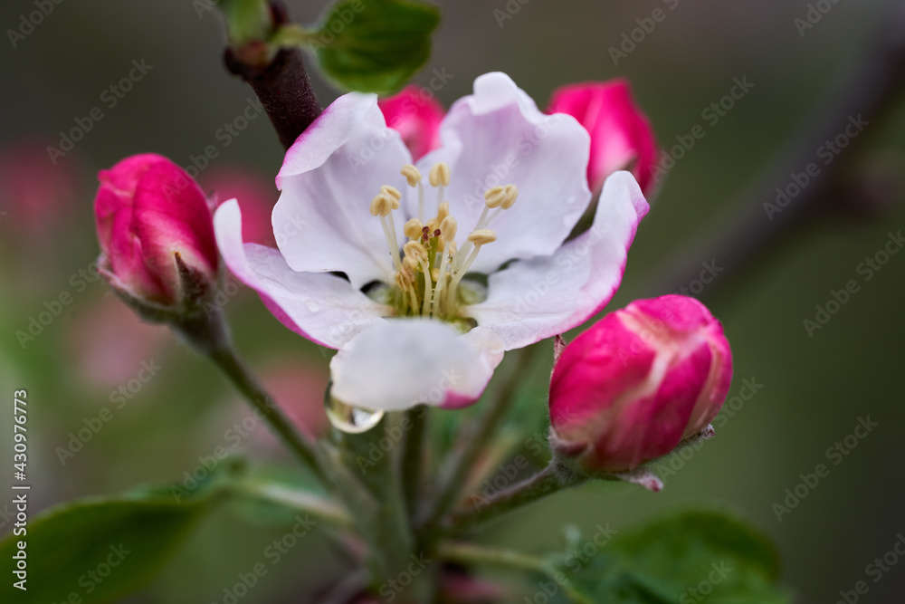 Fototapeta premium Apple flowers blooming in the spring