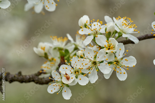 Plum flowers in the spring