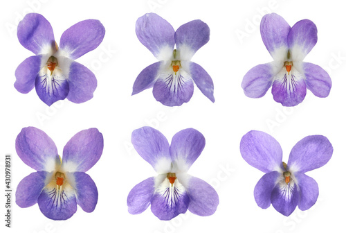 Set with beautiful wood violets on white background. Spring flowers