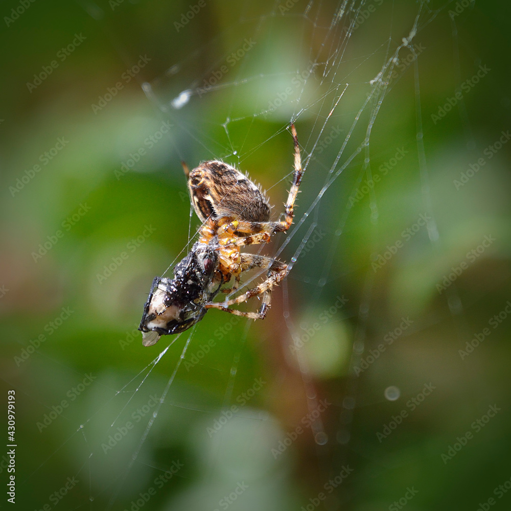 Spider with prey Spider with prey