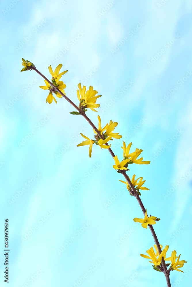 Yellow blooming forsythia flowers in spring close-up on a blue background. Forsythia interlude, or border forsythia, is an ornamental deciduous shrub of garden origin.
