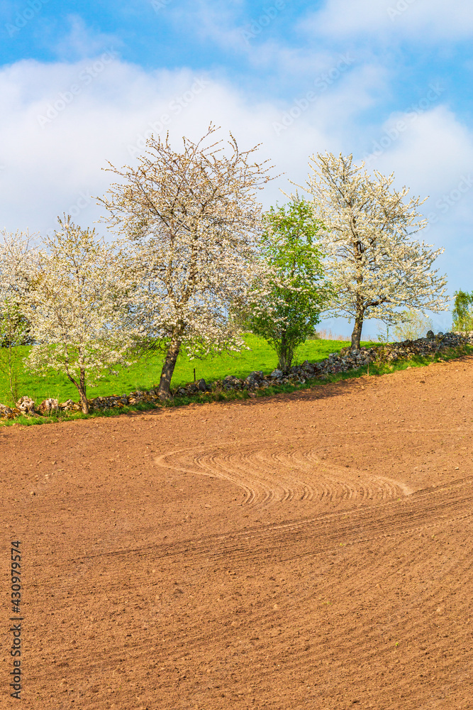 New sown field with flowering cherry trees in a rural landscape New sown field with flowering cherry trees in a rural landscape