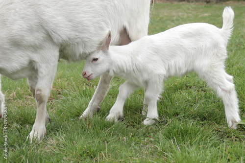 white goats on a farm