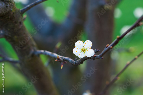 blossoming apple twig