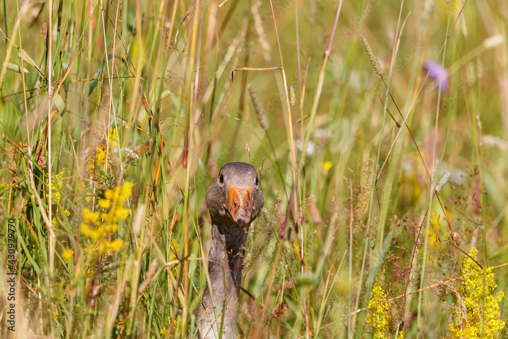 Greylag goose in the grass looking to the camera Greylag goose in the grass looking to the camera