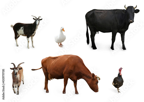 Different farm animals on white background, collage © New Africa