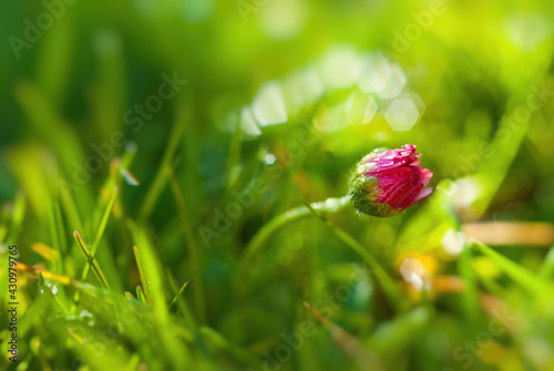 raspberry on green grass
