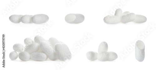 Set with natural silkworm cocoons on white background. Banner design