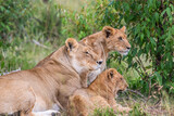 Lioness with cubs lying down and watching