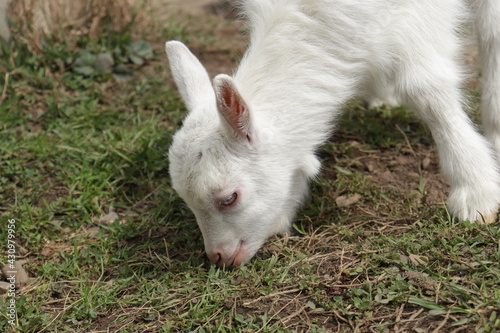 white goats on a farm © LP