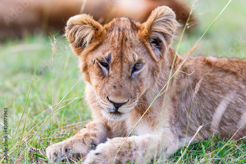 Fototapeta Naklejka Na Ścianę i Meble -  Lion Cub lying in the grass and resting