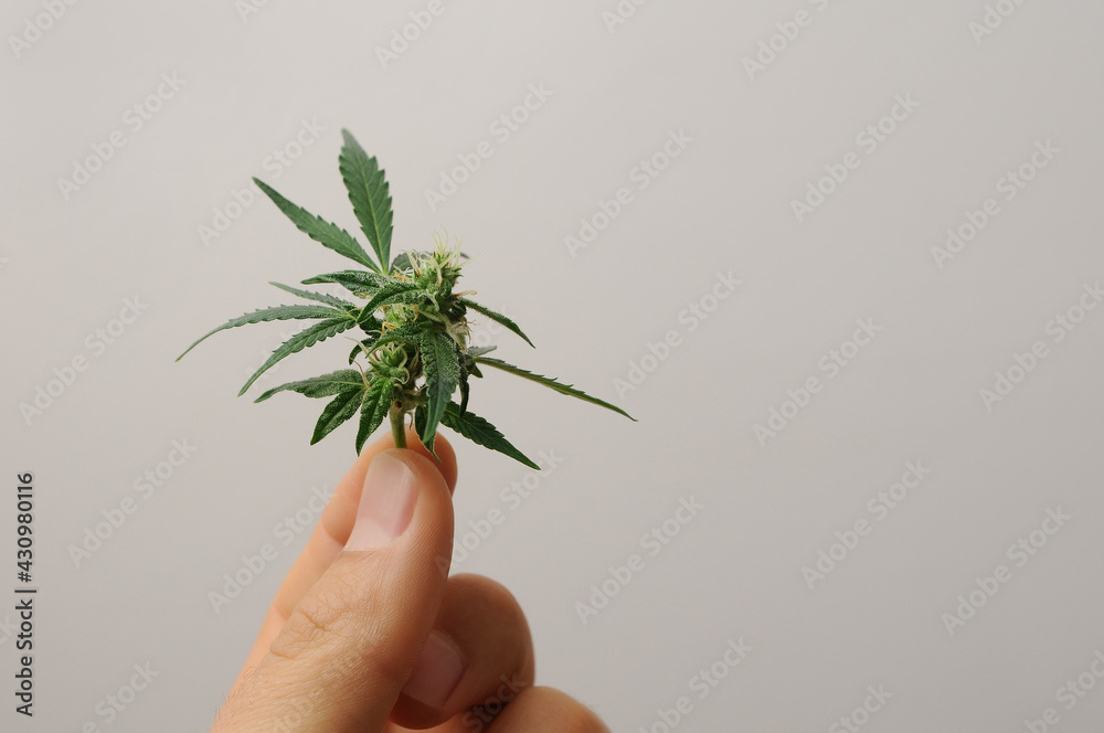Flowering cannabis plant. Grower man holds fresh branch in his hand. Marijuana bloom isolated on grey background. Flowering cannabis plant. Grower man holds fresh branch in his hand. Marijuana bloom isolated on grey background.