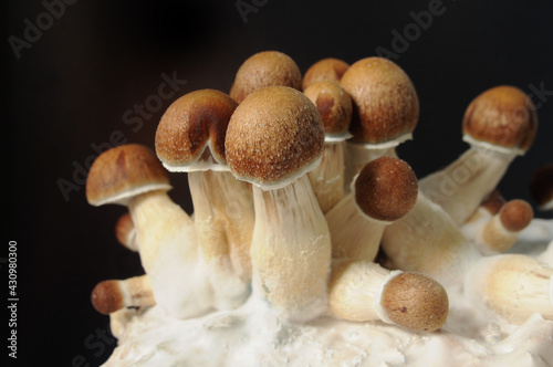 Micro growing of Psilocybe Cubensis on black background. Mycelium block of psychedelic psilocybin mushrooms Golden Teacher. Macro view, close-up. Micro-dosing concept. photo