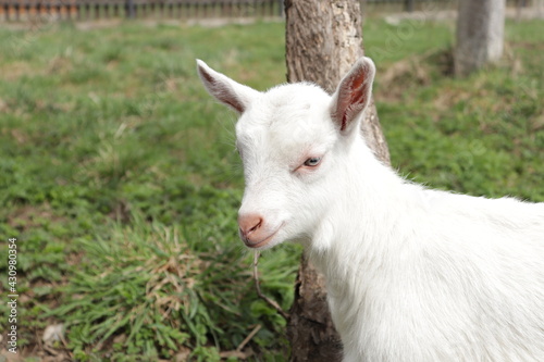 white goats on a farm © LP