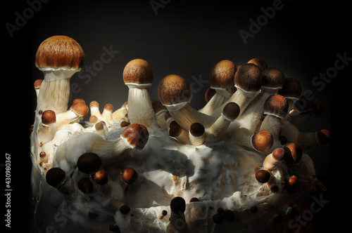 Mycelium block of psychedelic psilocybin mushrooms Golden Teacher. Micro growing of psilocybe cubensis on black background. Macro view; close-up. Micro-dosing concept.