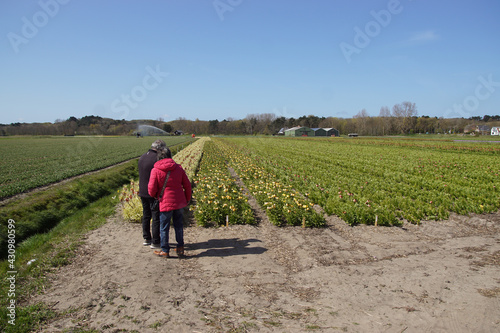 Fields of crown imperial, imperial fritillary or Kaiser's crown (Fritillaria imperialis), near the North Holland village of Egmond aan den hoef in spring. Tourists are looking. Holland, April   © Thijs de Graaf
