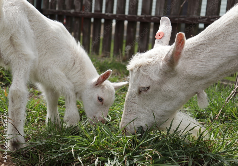 white goats on a farm