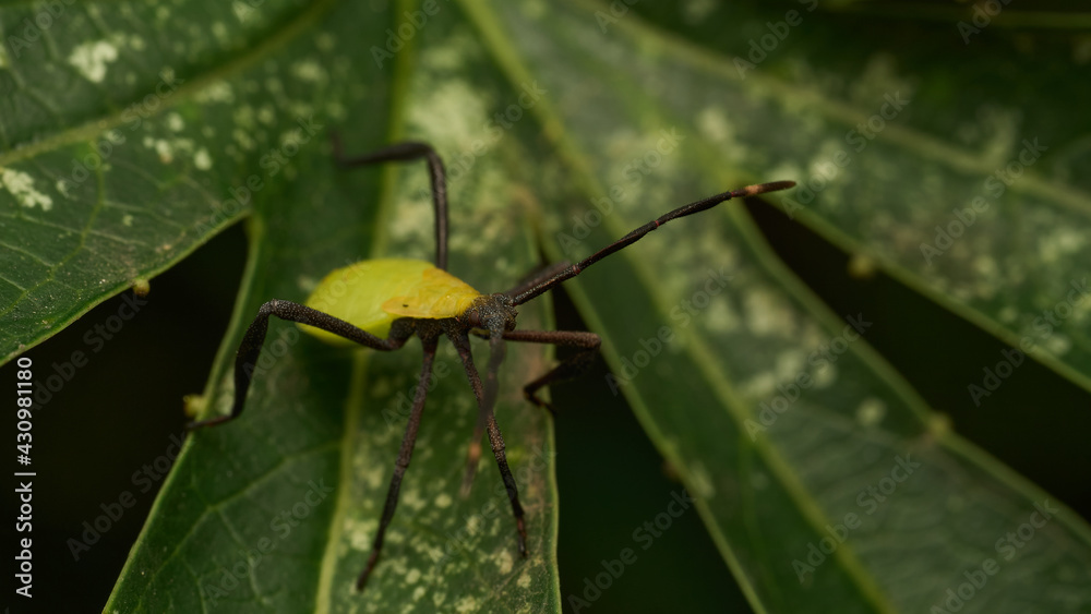 Fluorescent green insect between leaves Fluorescent green insect between leaves