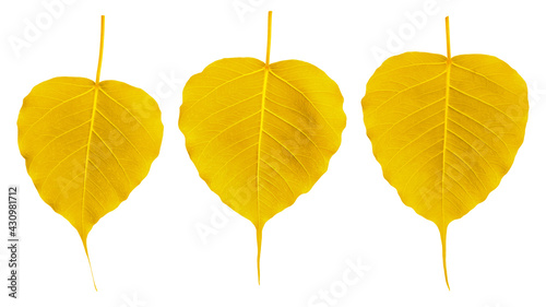 Gold bodhi leaves on a white background.