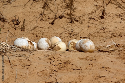 Ostrich Eggs. National Park Hai Bar Yotvata. Israel. photo