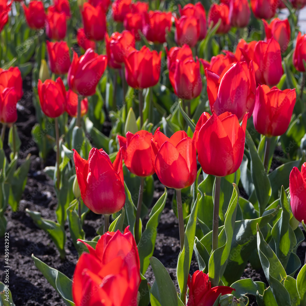 Obraz premium Image of many flowers of tulips in a garden