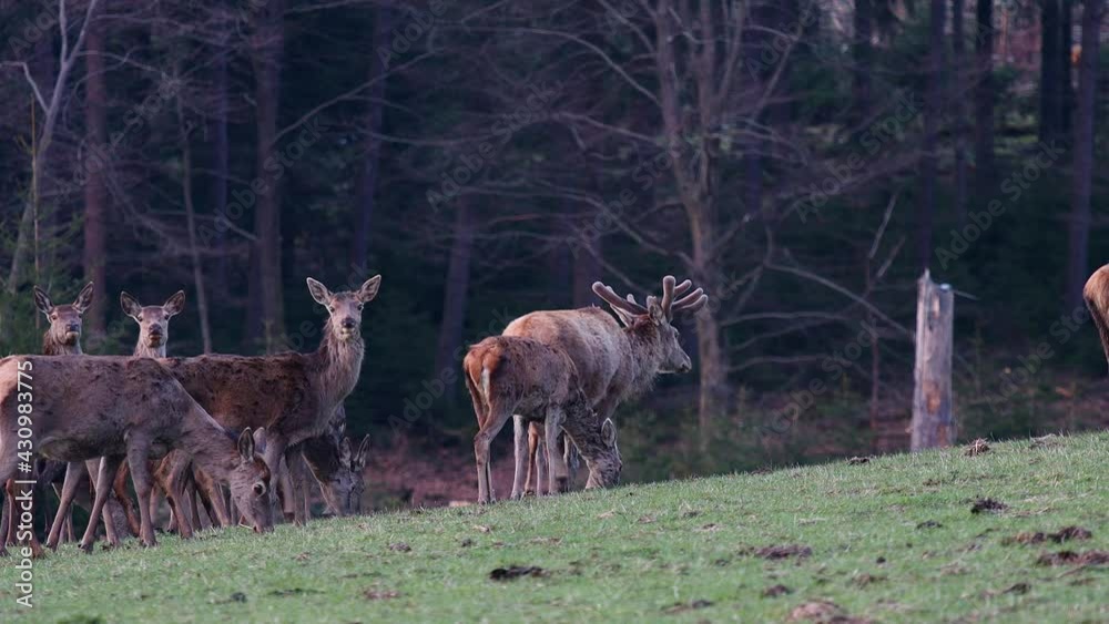 many deer on a forest meadow many deer on a forest meadow