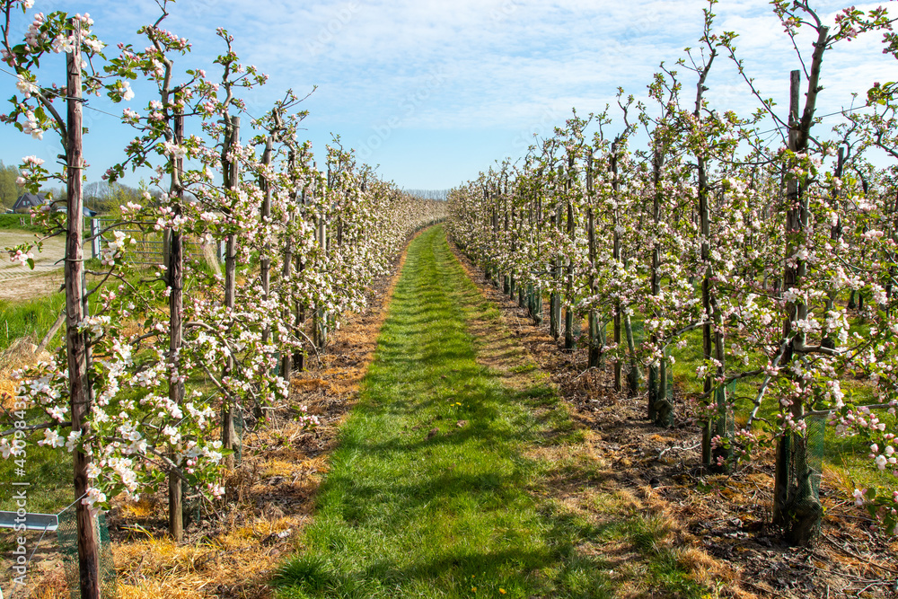 Obraz premium Flowering apple trees in a modern low-stem orchard in the Betuwe, Netherlands