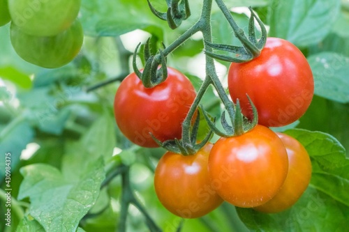 Bush of tasty colorful summer bio tomatoes at garden greenhouse. Delicious fresh and juicy vegetables from farming agriculture. Organic nature solanum food with summer plant growth to autumn harvest