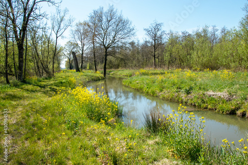 Fototapeta Naklejka Na Ścianę i Meble -  Small stream through a swamp forest in early spring in in the Linge valley, Netherlands