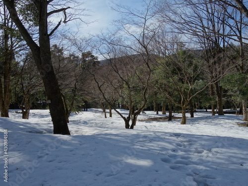 冬の公園の木立