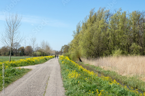 Hikers on a rural road in early spring along flowering rapeseed in the Betuwe, Netherlands