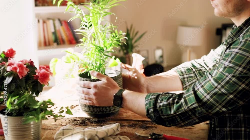 Young man while taking care of a small Kentia plant (Kenzia) inserted in a decorative vase, on a home gardening station Young man while taking care of a small Kentia plant (Kenzia) inserted in a decorative vase, on a home gardening station
