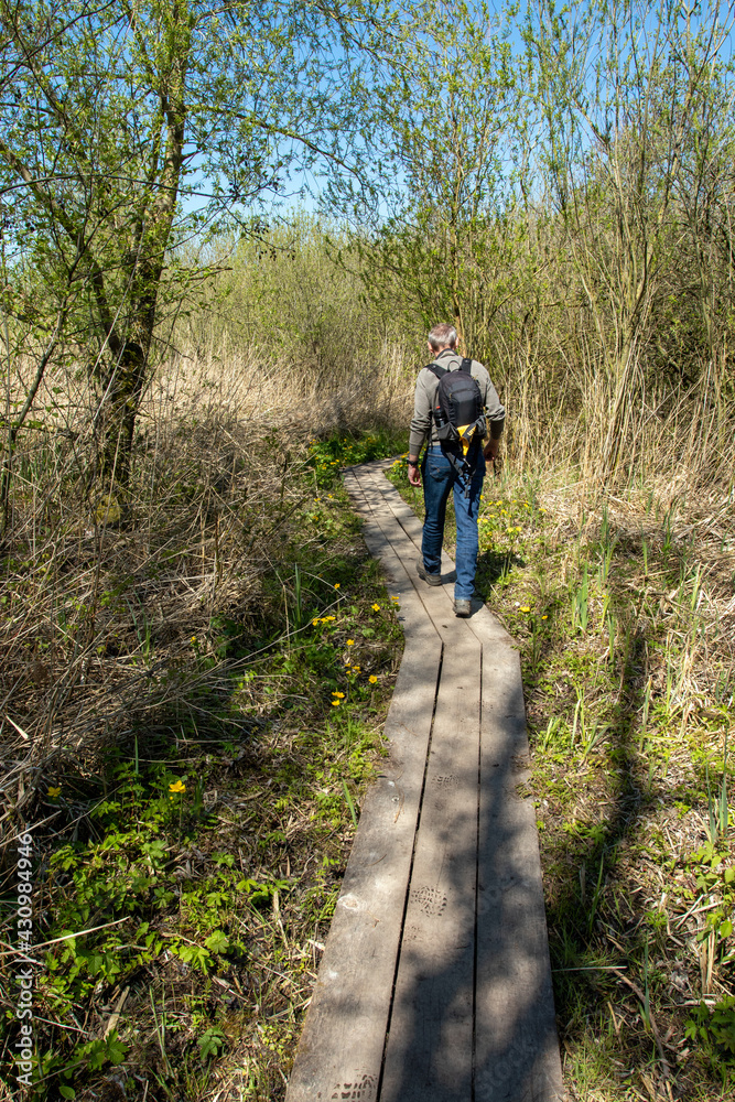 Male hiker on a board walk through a swamp forest in the Netherlands, on a sunny in spring