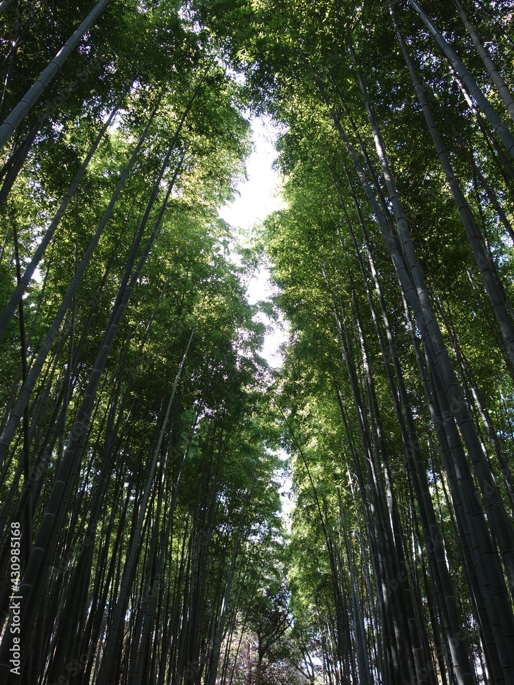 Fototapeta premium 京都嵐山の竹林