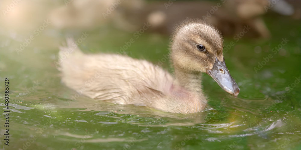Baby duck in the water in warm light