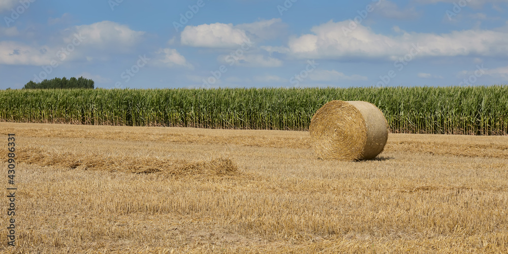 Fototapeta premium Hay bales in the field after crop in Summer
