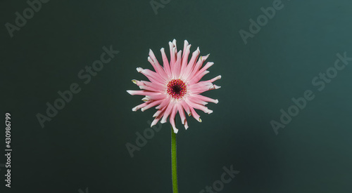 Portrait d'une magnifique fleur rose et blanche sur un fond vert foncé
