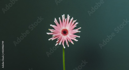 Portrait d une magnifique fleur rose et blanche sur un fond vert fonc  