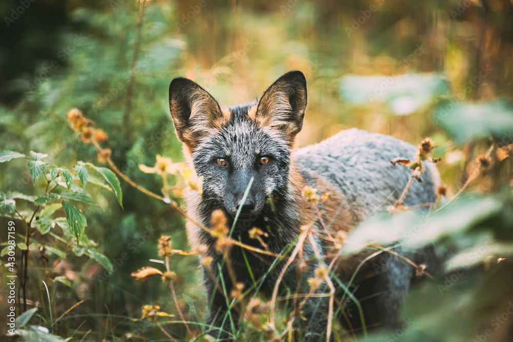 Fototapeta premium Belarus. Silver Fox Vulpes vulpes In Autumn Forest. Close Up Fox