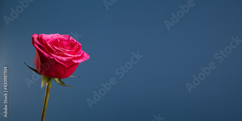 Une rose rouge sur un fond bleu foncé