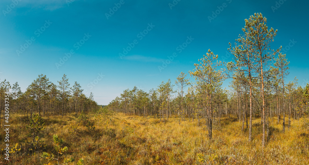 Pine Tree Growing in the swamp. Nature Of Belarus