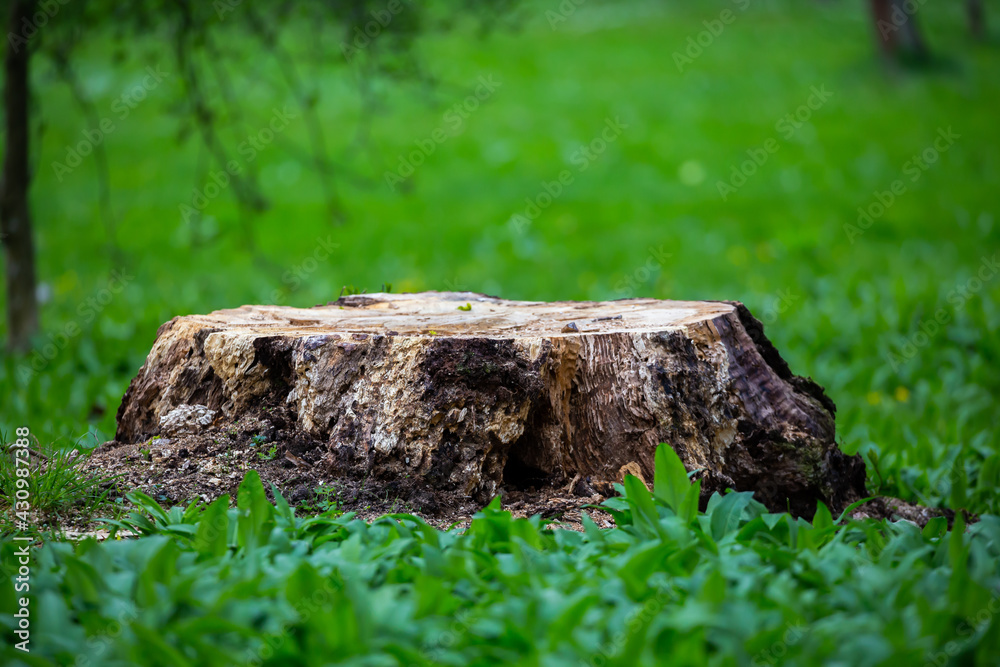 A trunk of an old, felled tree sticking out from the carpet of a lily of the valley in a city park. Made on a cloudy day. Soft light. A trunk of an old, felled tree sticking out from the carpet of a lily of the valley in a city park. Made on a cloudy day. Soft light.