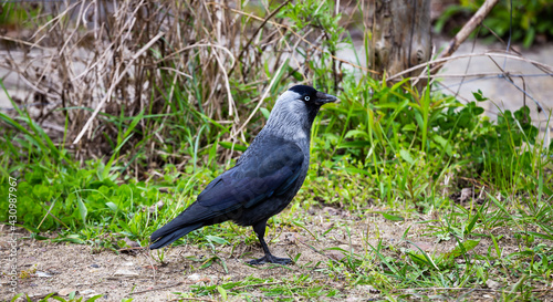 Jackdaw walking on the ground looking for food in the city. Made on a cloudy day, soft light.