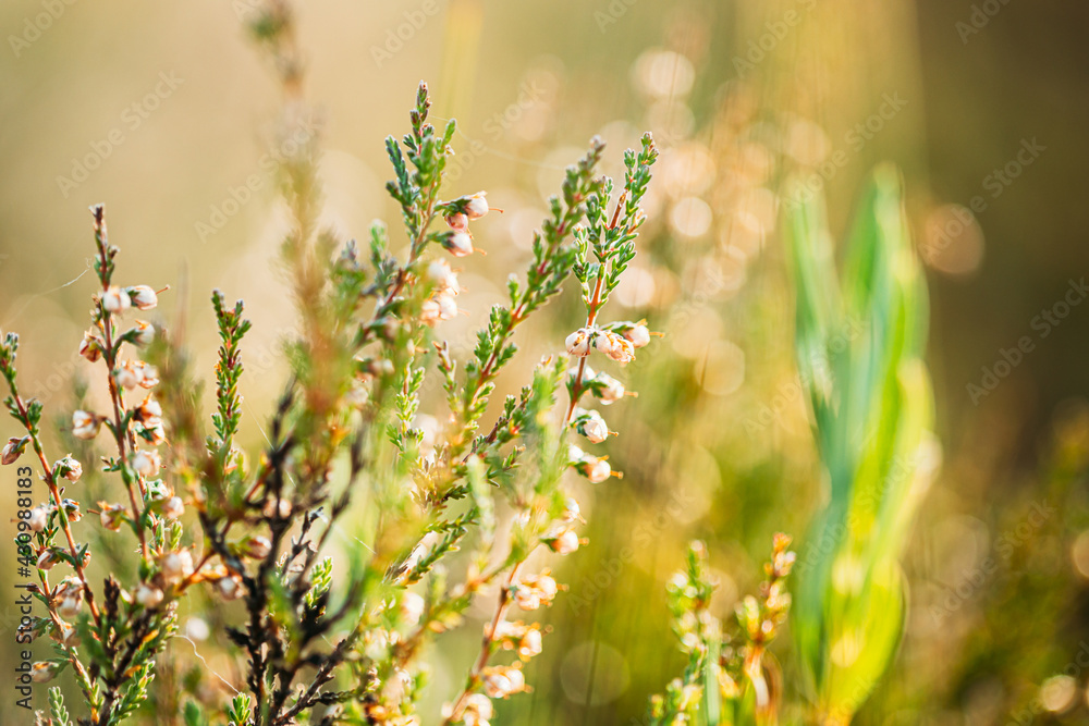 Calluna, Calluna Vulgaris, Common Heather, Ling, Heather, Native To Marshes. Belarus, Belarusian Nature Calluna, Calluna Vulgaris, Common Heather, Ling, Heather, Native To Marshes. Belarus, Belarusian Nature