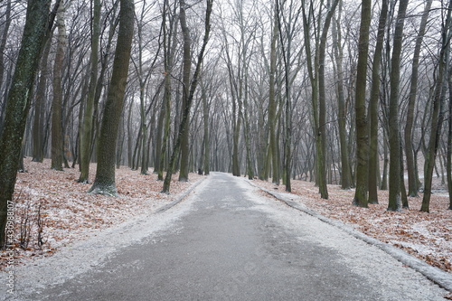 Wallpaper Mural Forest Park Trees in winter Torontodigital.ca