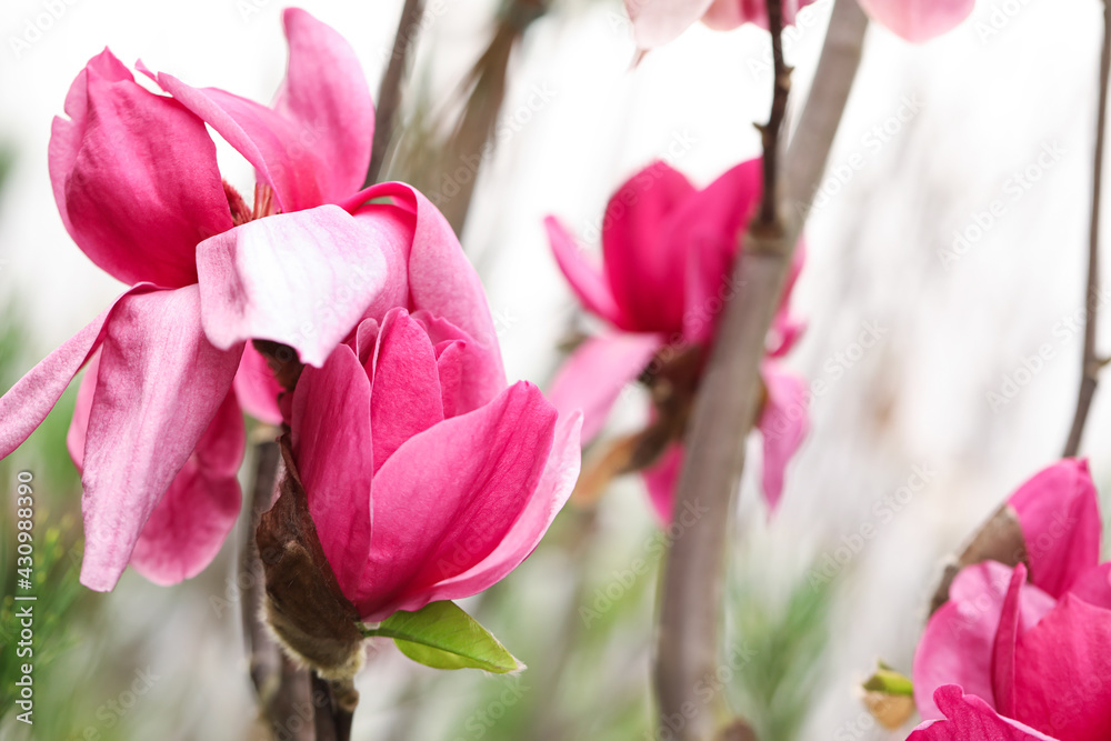 Obraz premium Closeup view of beautiful blooming magnolia tree outdoors. Space for text